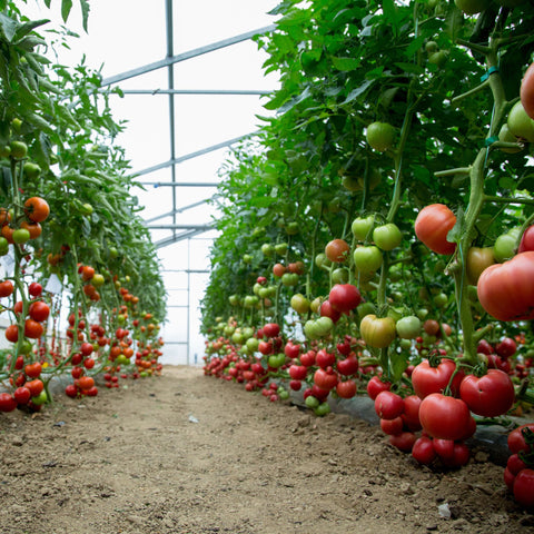 Agricultura regenerativa